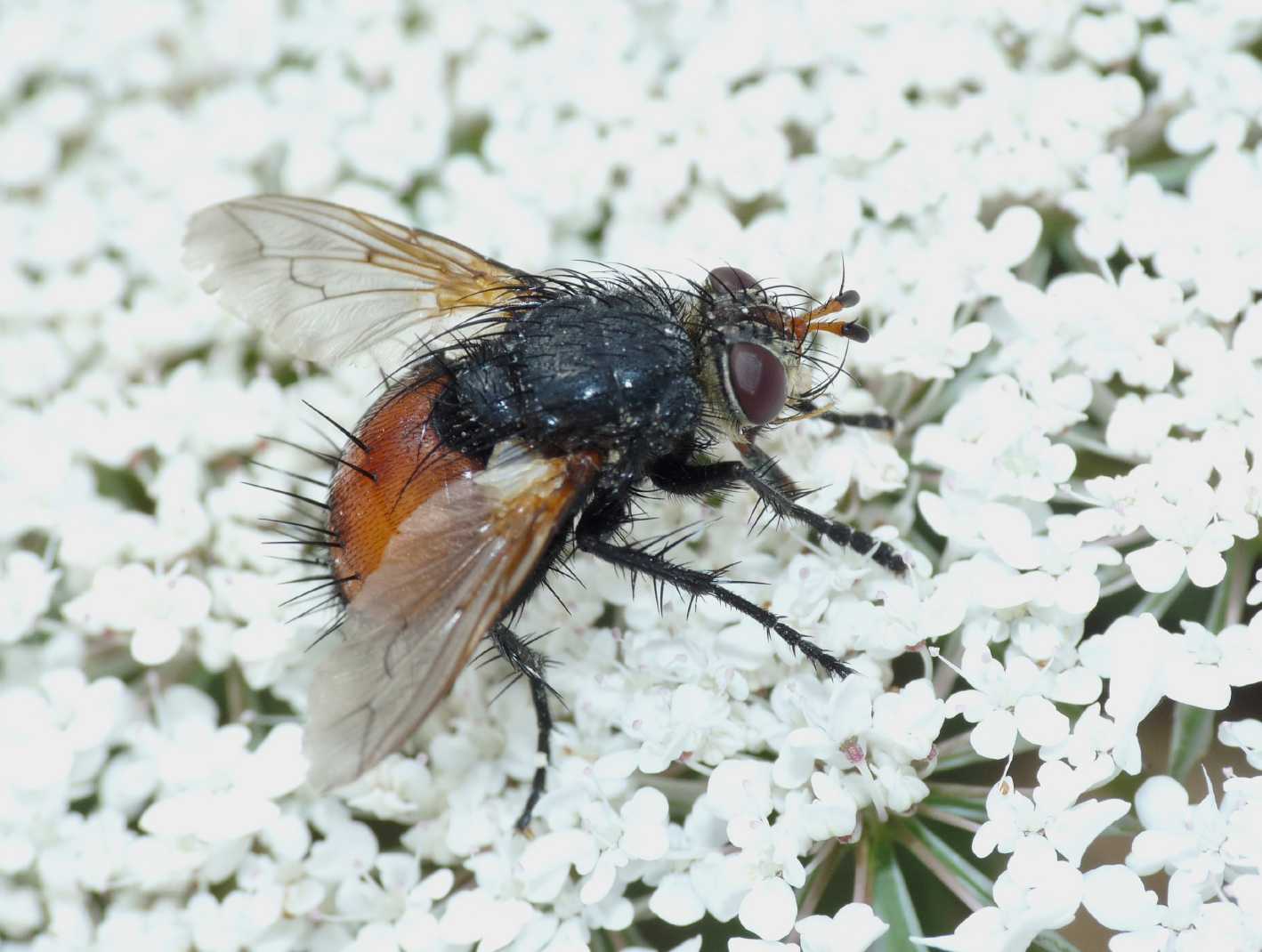 Peleteria sp. (Tachinidae).